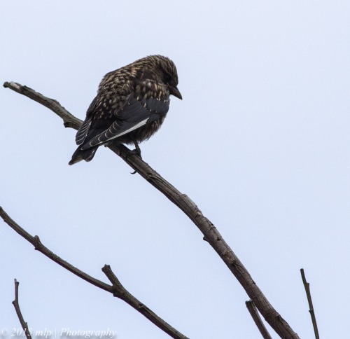 Juvenile Dusky Woodswallow