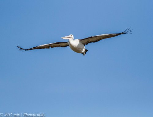Australian Pelican, Edwards Point Wildlife Reserve, St Leonards Victoria 4 April 2015