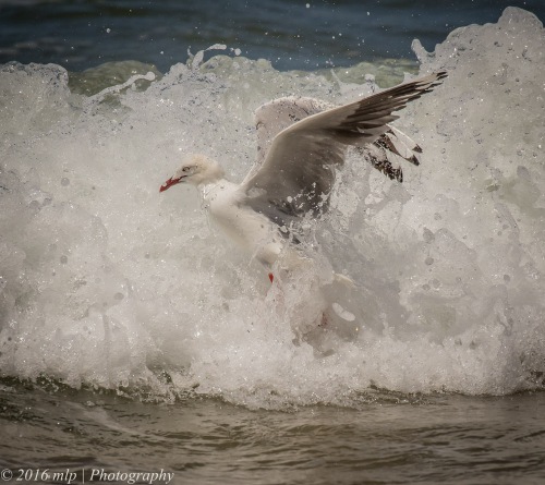 Silver Gull, Bastion Point, Mallacoota