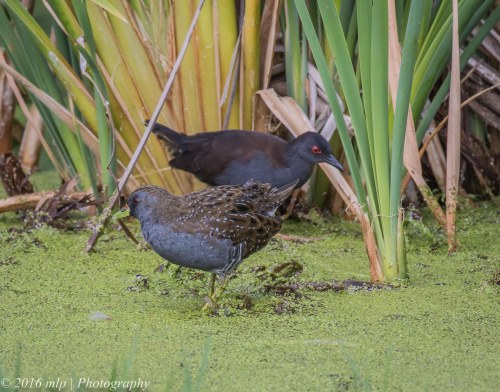 Spotted and Spotless Crakes,  Western Treatment Plant, Victoria