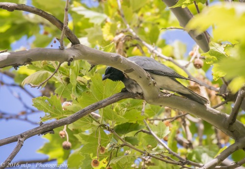 Black-faced Cuckoo-shrike, Elster Creek, Elwood, Victoria, 1 Nov 2016