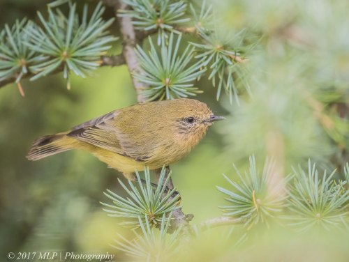 Yellow Thornbill, The olds, Moorooduc, Vic
