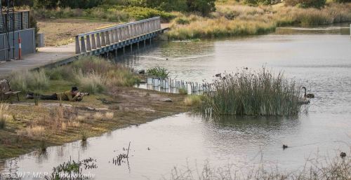 Birder in the mud, Jawbone flora and fauna reserve, WIlliamstown, Vic