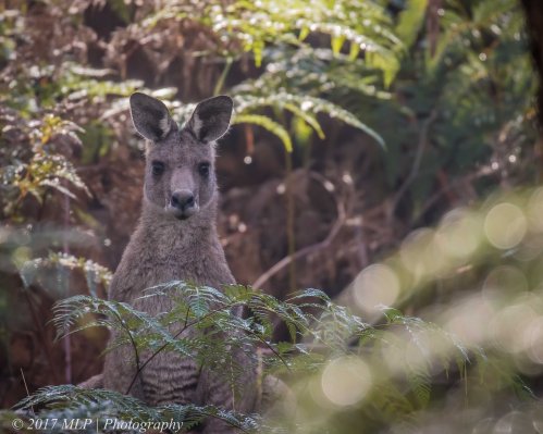 Grey Kangaroo, Green's Bush, Mornington Peninsula, Vic