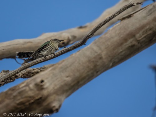 Shining Bronze-cuckoo, Green's Bush (southern), Vict
